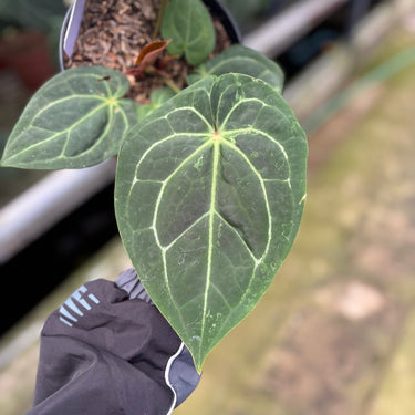 PS0910 Anthurium KOS x RC