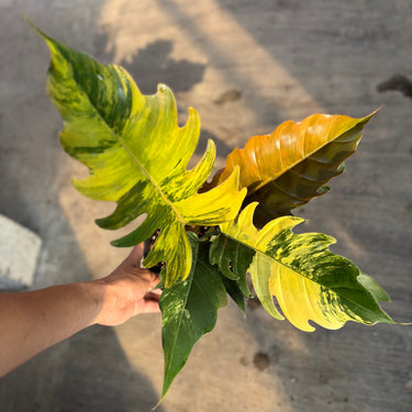 Philodendron caramel marble variegated - Mature