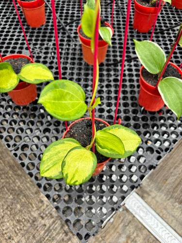 Hoya Merillii Variegated