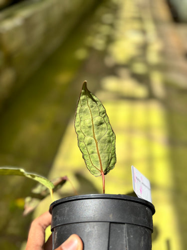 PS0924 Anthurium Venom