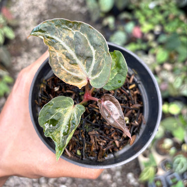 Anthurium Scarlet Moon
