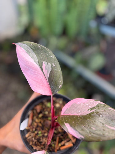 Philodendron White Knight Pink Variegated