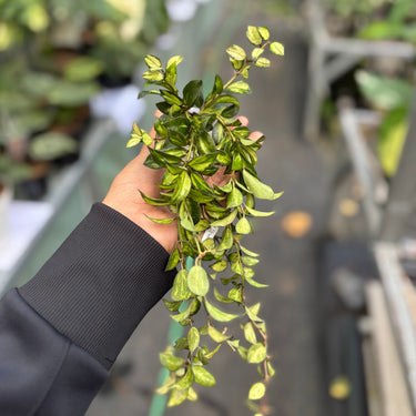 Hoya Lacunosa “Var-Tricolor” Bruno