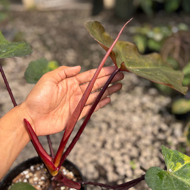 Philodendron Dark Lord Variegated