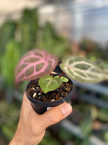 Anthurium Tortoise King X King Of Spades