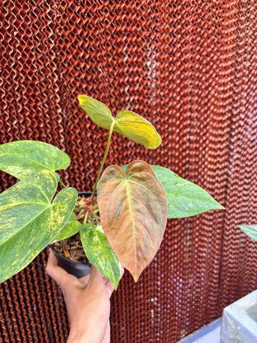Anthurium Magna Porti x Papillilaminum Black Sweet Variegated
