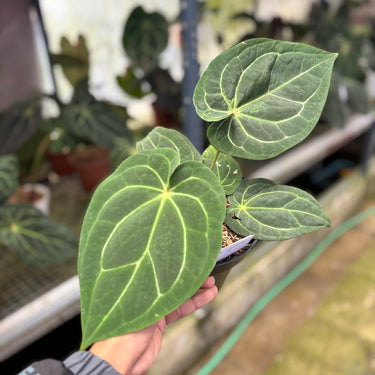 PS0910 Anthurium KOS x RC