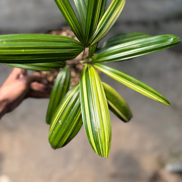Palm Rhapis Pinanga Variegated