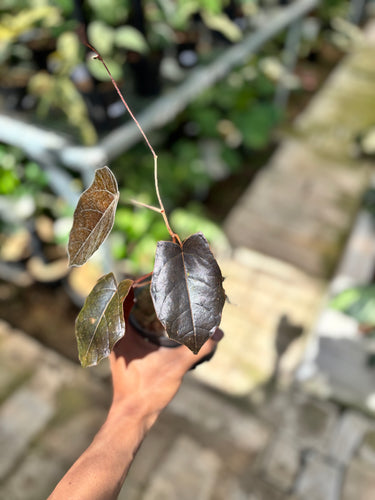 Ps10-55 Pterisanthes Sp West Borneo (Piper Batman)