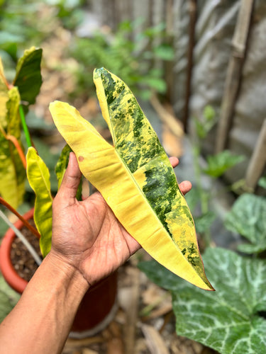 Ps10-53 Philodendron Billietiae Variegated - Mature