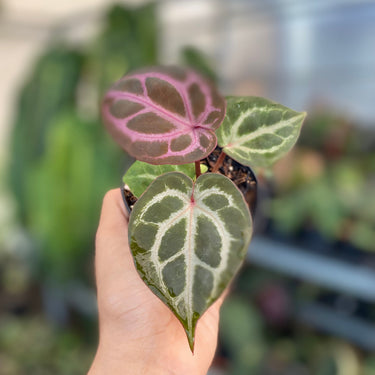Anthurium Tortoise King X KOS