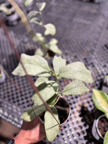 Hoya Ramona (Aff Vitellina x Callistophylla)