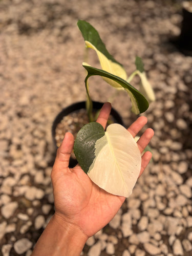 PS0944 Monstera Jungle Mint Halfmoon