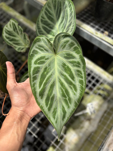 PS0933 Anthurium Silver ButterFly - Mature