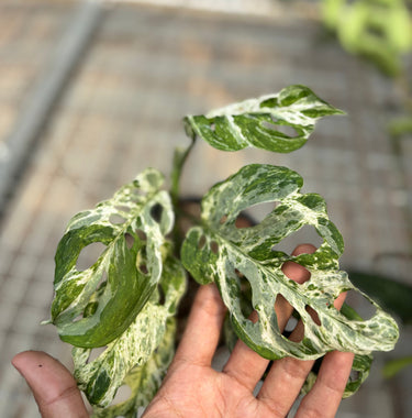 Monstera Adansonii Mottled