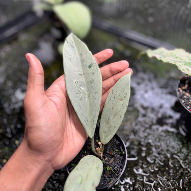 Hoya Pubicalyx Silver Ghost