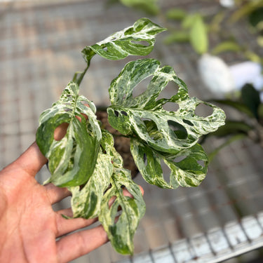 Monstera Adansonii Mottled