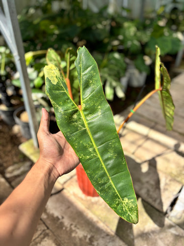 Ps10-57 Philodendron Billietiae Variegated - Extra Mature