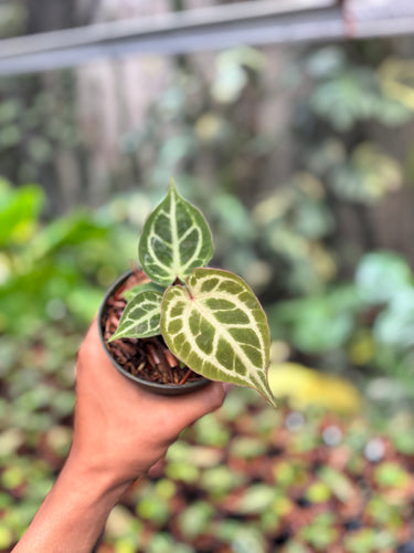 Anthurium Red Crystallinum Kos 01 x Red Tiger