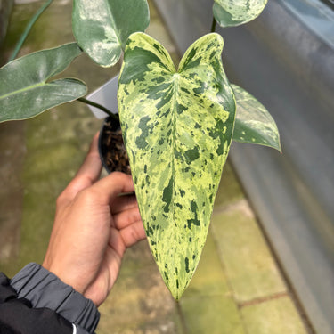 Philodendron ilsemanii variegated