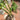 Monstera Burlemarx Flame