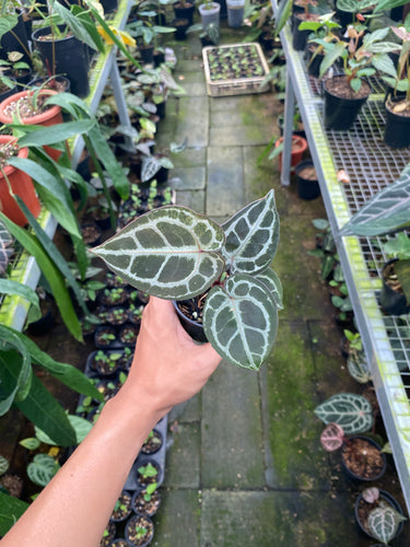 Anthurium Red Tiger