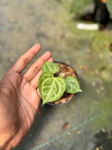 Anthurium Magna Hellboy x Boogie