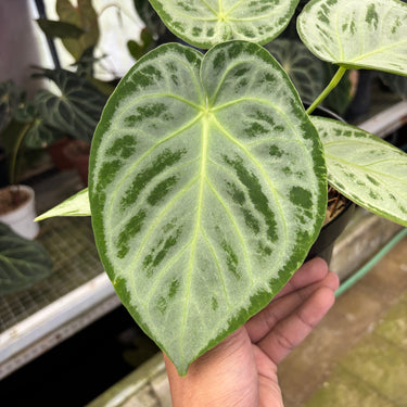 PS0908 Anthurium Silver Chrome