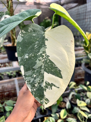 Syngonium Chiapense Variegated