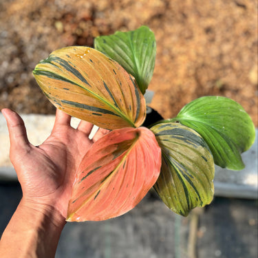 Ps10-17 Kaempferia Pulchra Variegated