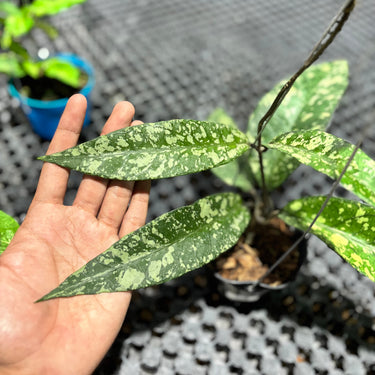 Hoya Sp Aceh Lover Tears