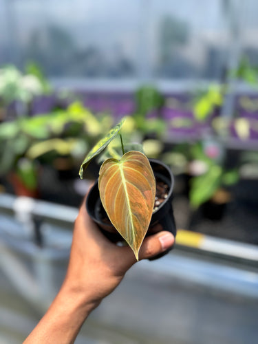PS0954 Melano Orange Variegated