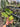 Anthurium Veitchii Variegated