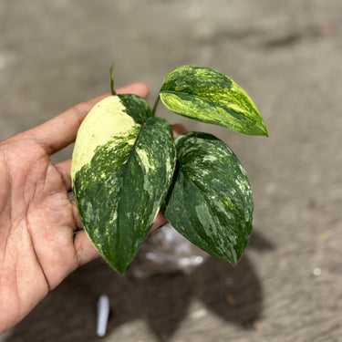 Scindapsus Unicorn