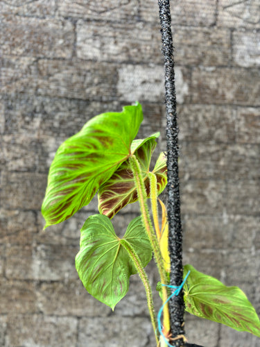 Philodendron Verrucosum