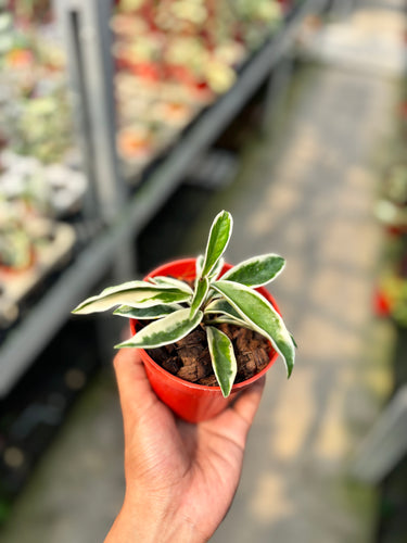Hoya Wayetii Albomarginata