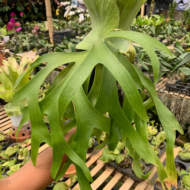 Platycerium Coronarium Big
