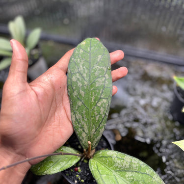 Hoya Tanggamus Splash