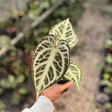 Anthurium (Pink Lemonade x Blackwidow x Michelle) x Silver Regar