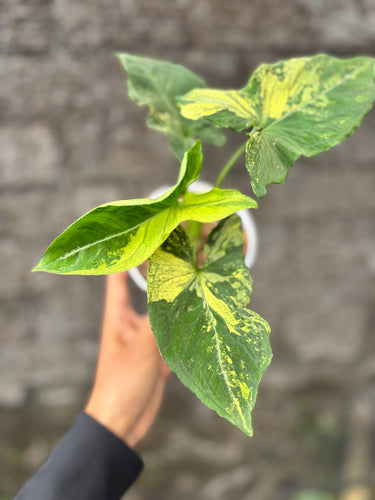 Syngonium Aurea Variegated