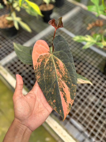 Anthurium Black Venom x RVDP Variegated