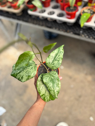 Hoya Sp 04 Silver