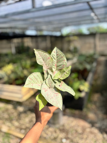 Syngonium Milk Confetti