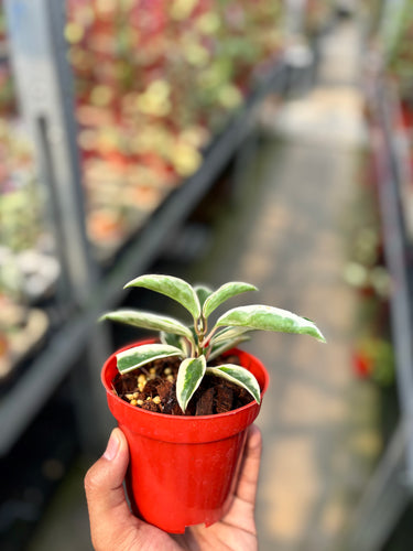 Hoya Wayetii Albomarginata