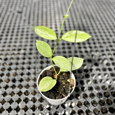 Hoya Moon Blush (Aff Vitellina x Sp Sumbawa)