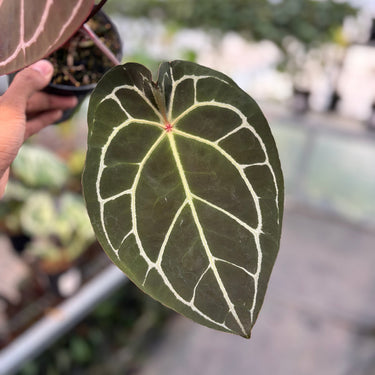 Anthurium Forgertii x (Tortoise Grey x Michelle)
