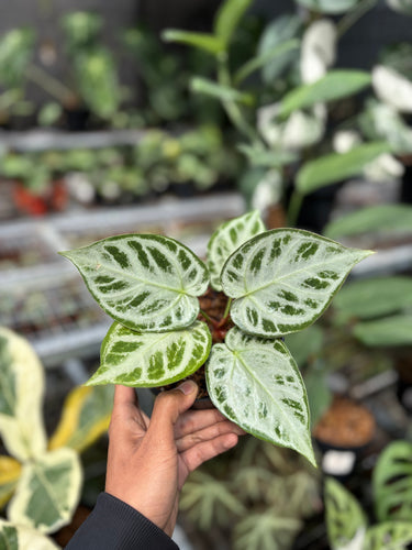 Anthurium dorayaki silver - Plantstop.us