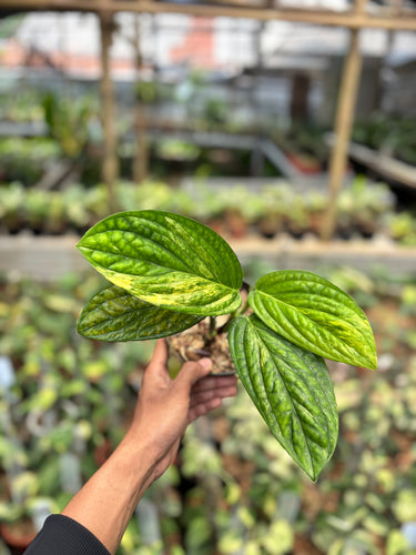 Monstera Karstenianum Variegated