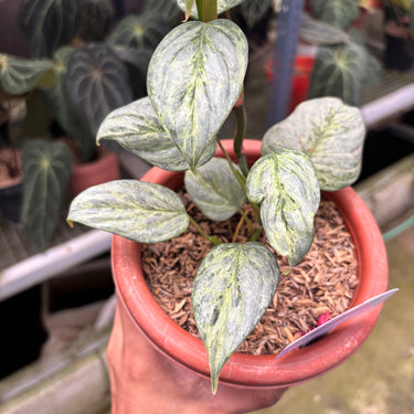 Philodendron Sodiroi Variegated