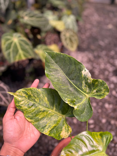Anthurium Veitchii Variegated